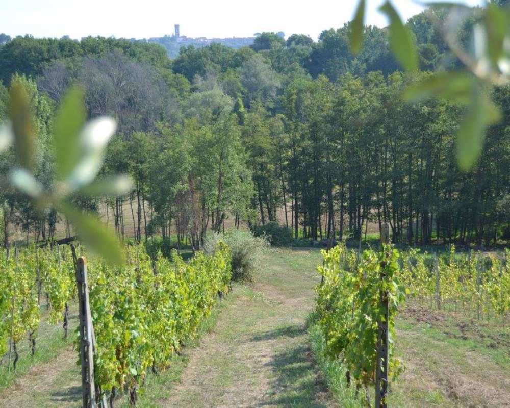 Montecarlo vineyards