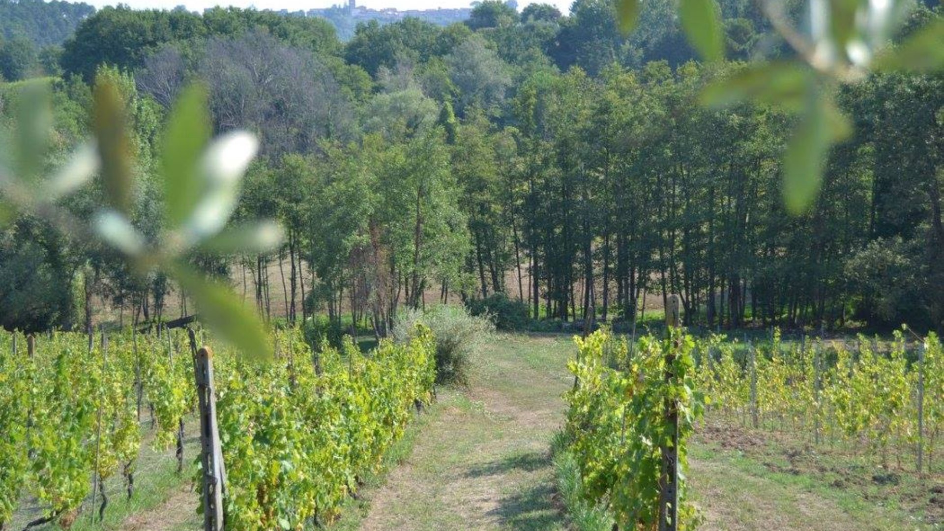 Montecarlo vineyards