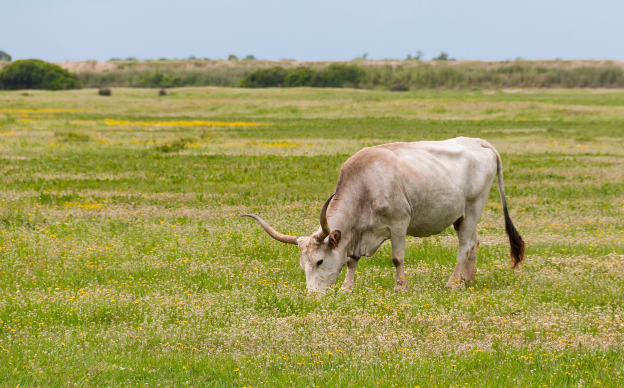 Mucca Maremmana