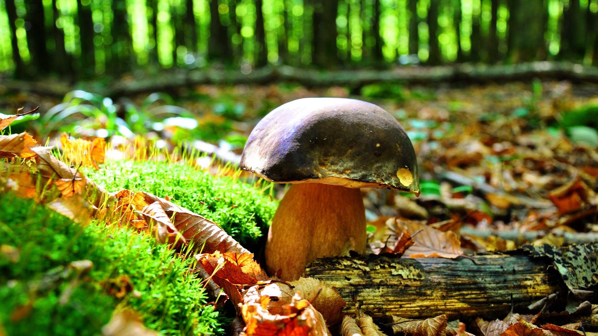 Sapori d'autunno in Toscana: i funghi