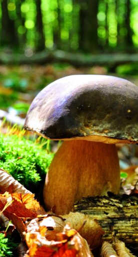 Sapori d'autunno in Toscana: i funghi