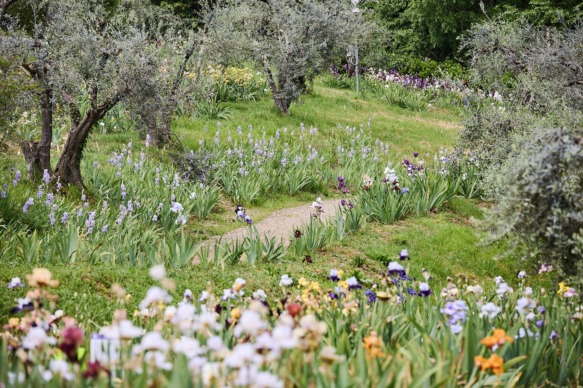 Vista del Giardino dell'Iris a Firenze