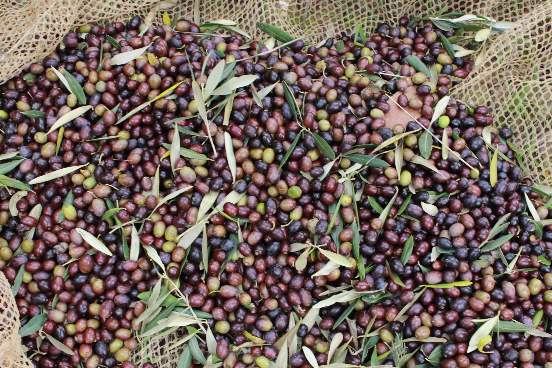 Olive harvest