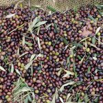 olives-harvest-3
