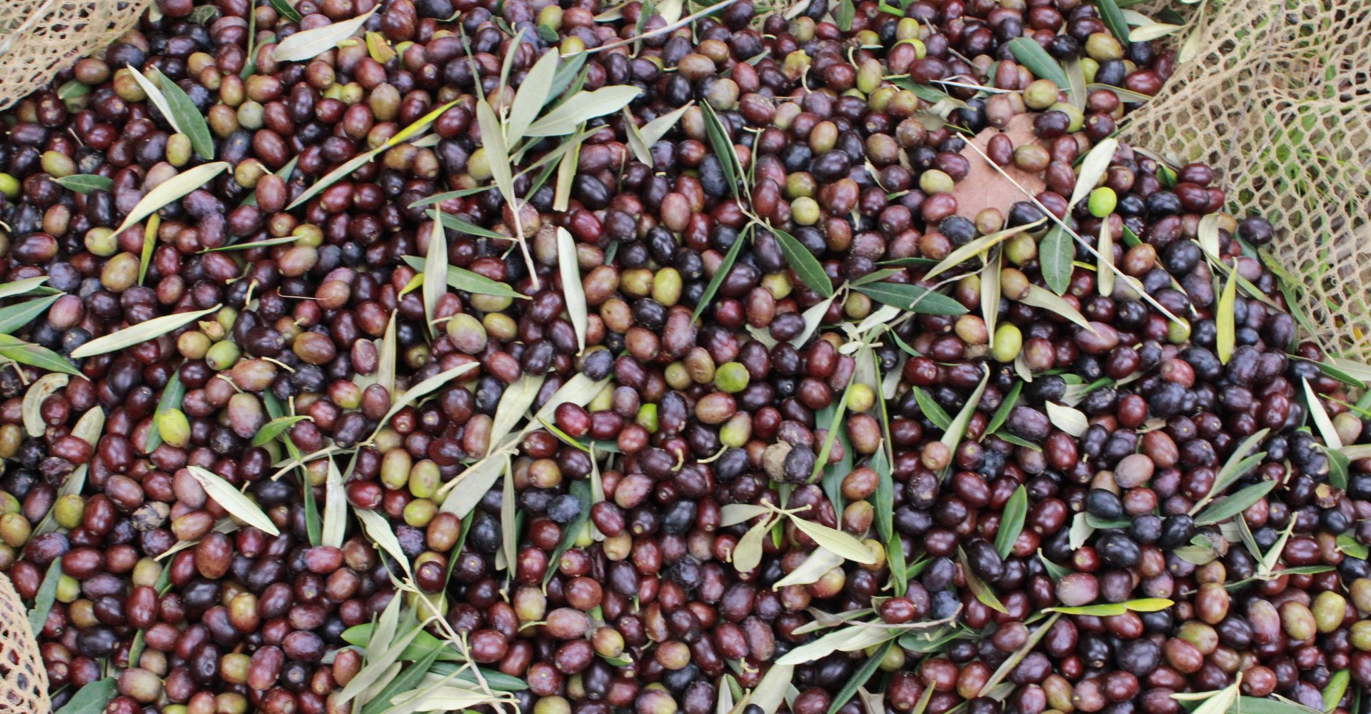 Olive harvest