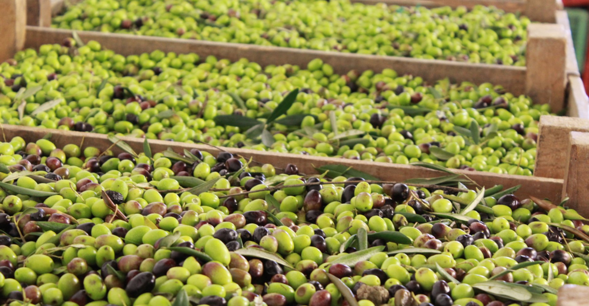 olives-tuscany