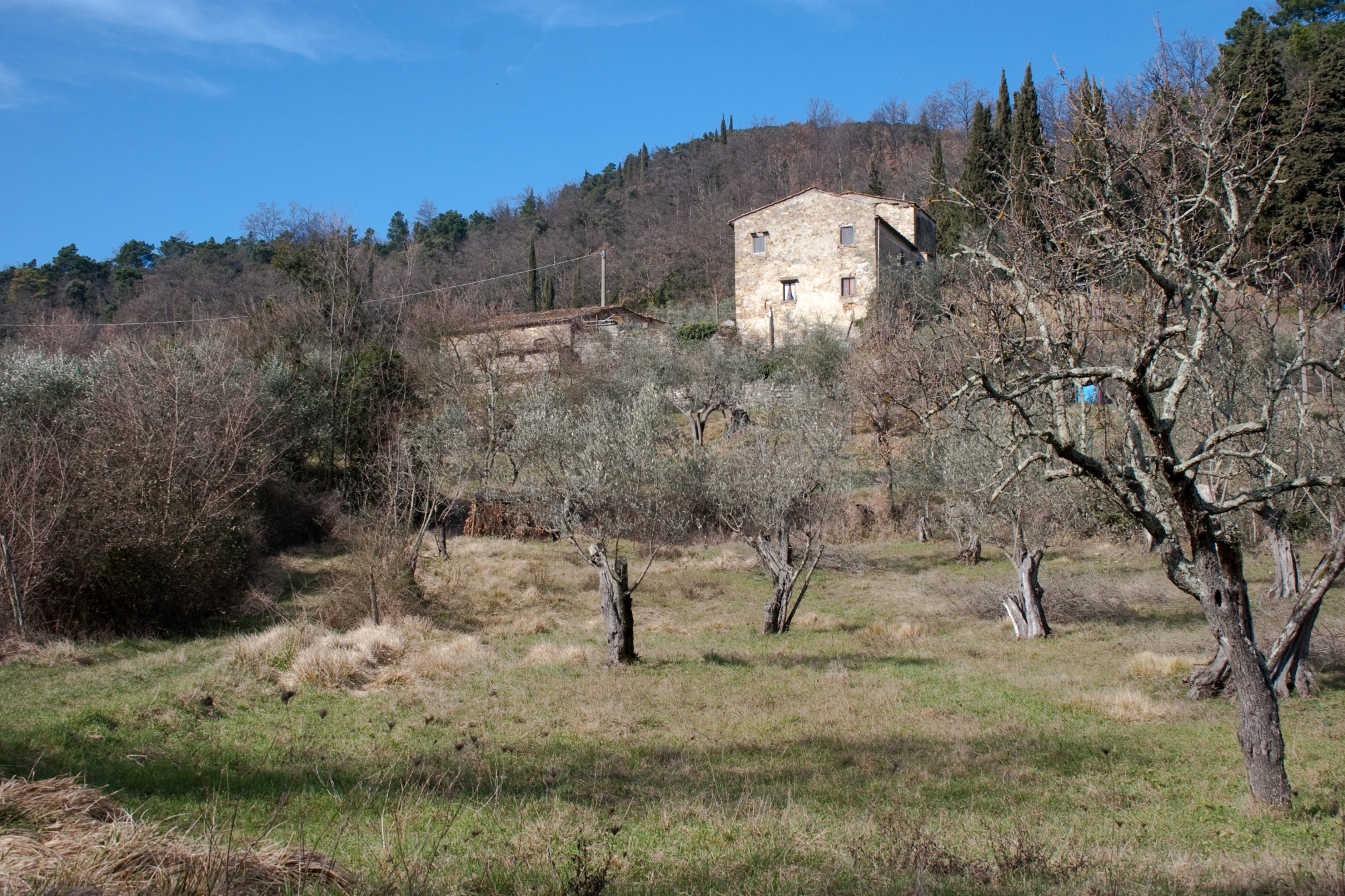 Oliveti nella valle del Sambre