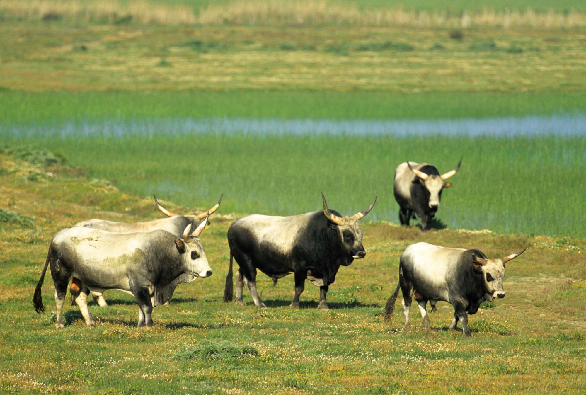 parco-della-maremma.jpg