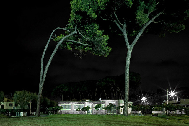 Maritime pines in Massa Carrara