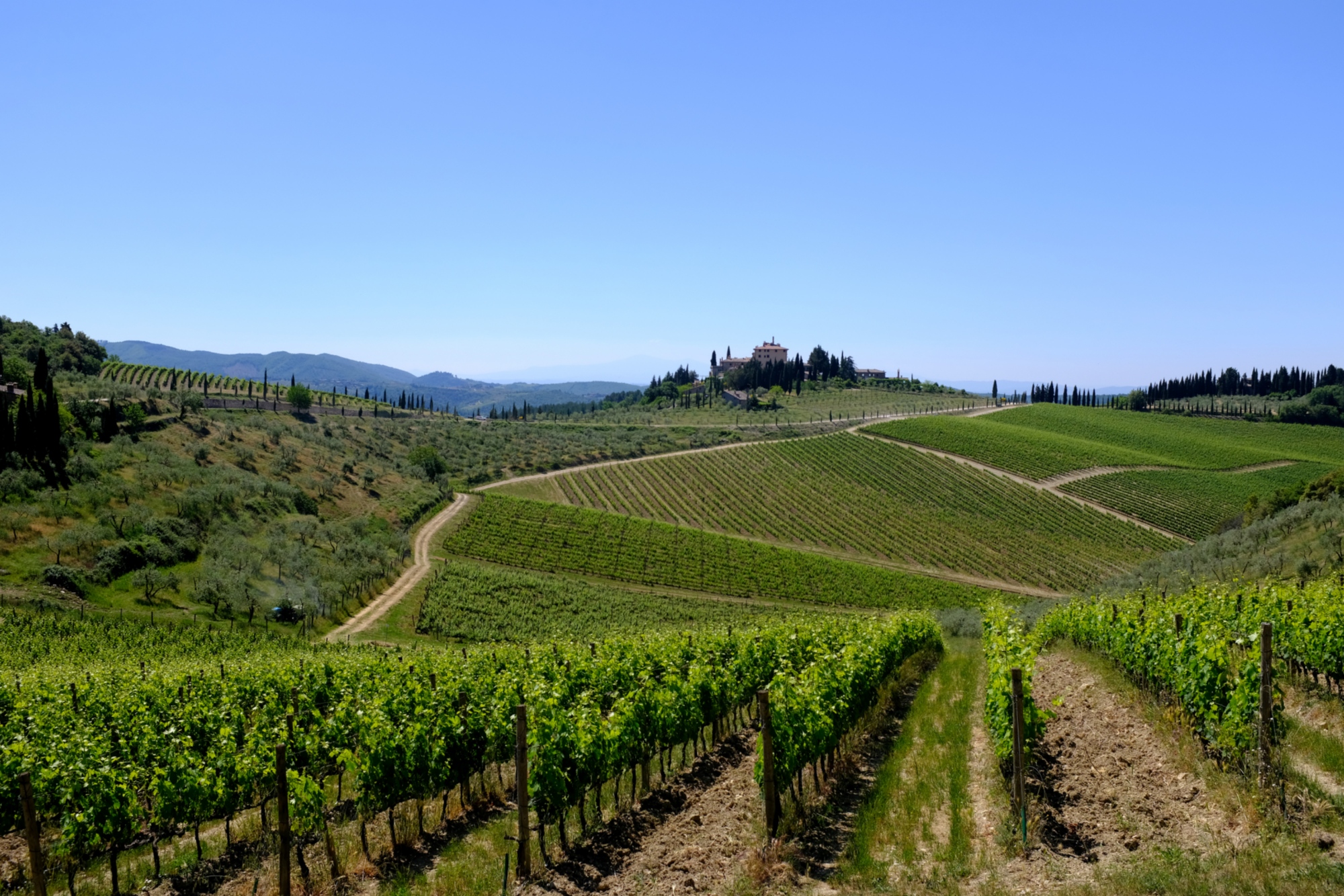 Chianti e vitigni