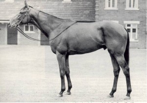 Ribot