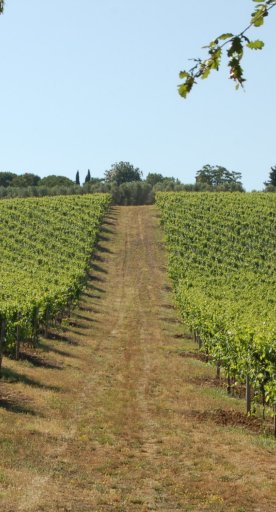 Los vinos DOCG de Toscana