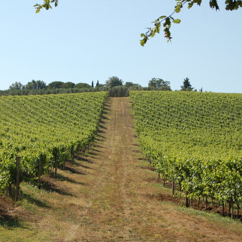 Top Tuscan Wines Visit Tuscany