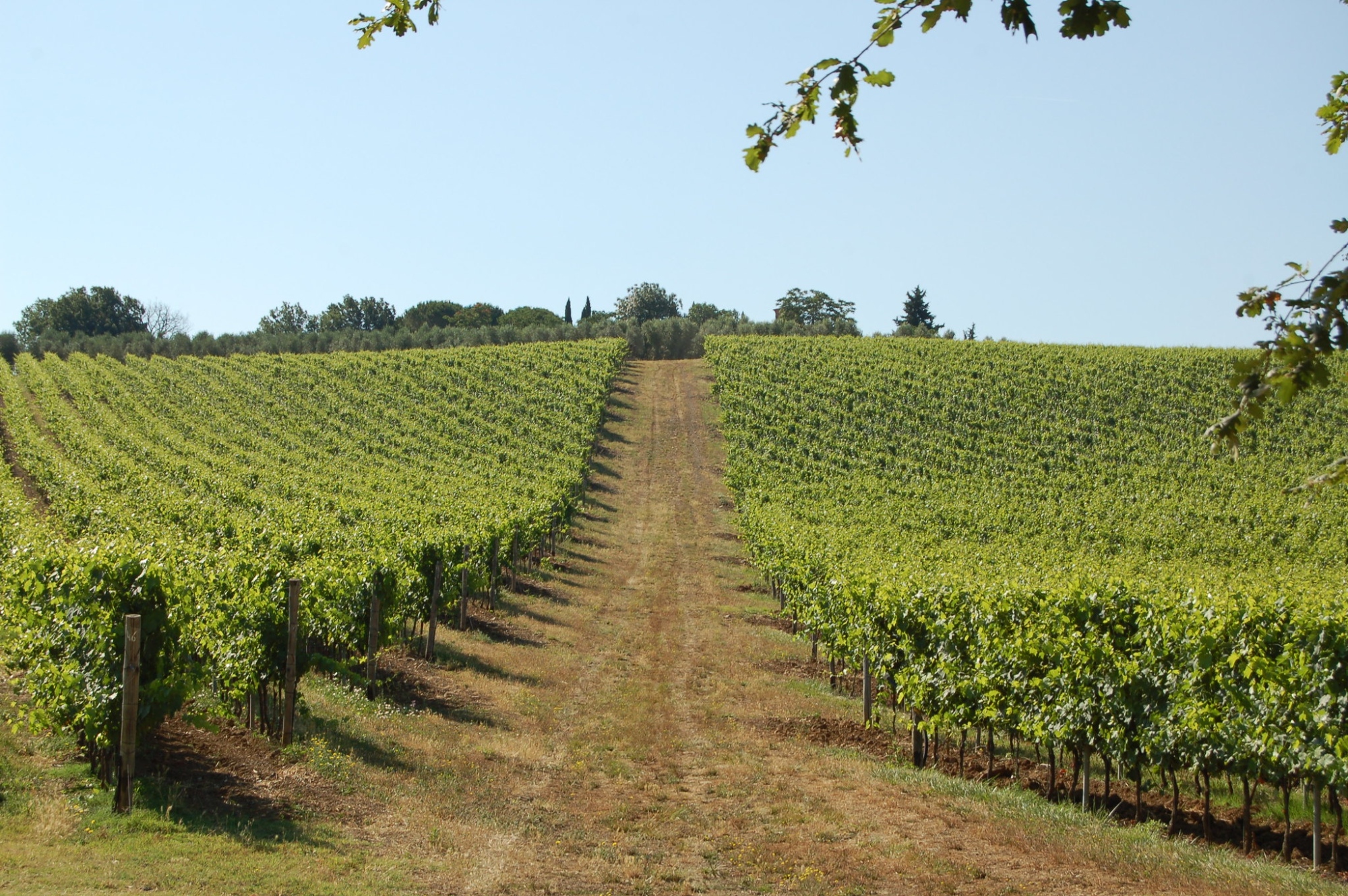 Les vins AOCG de Toscane