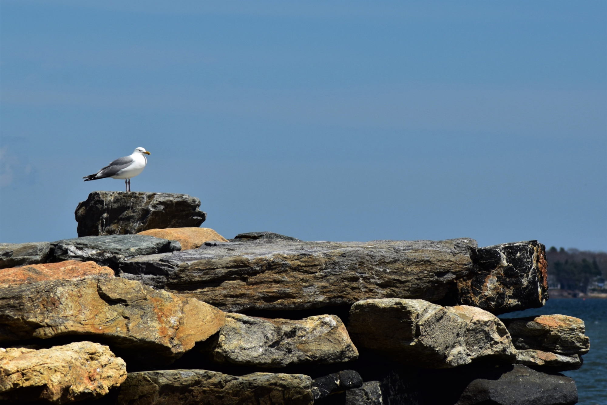 A seagull in Tuscany