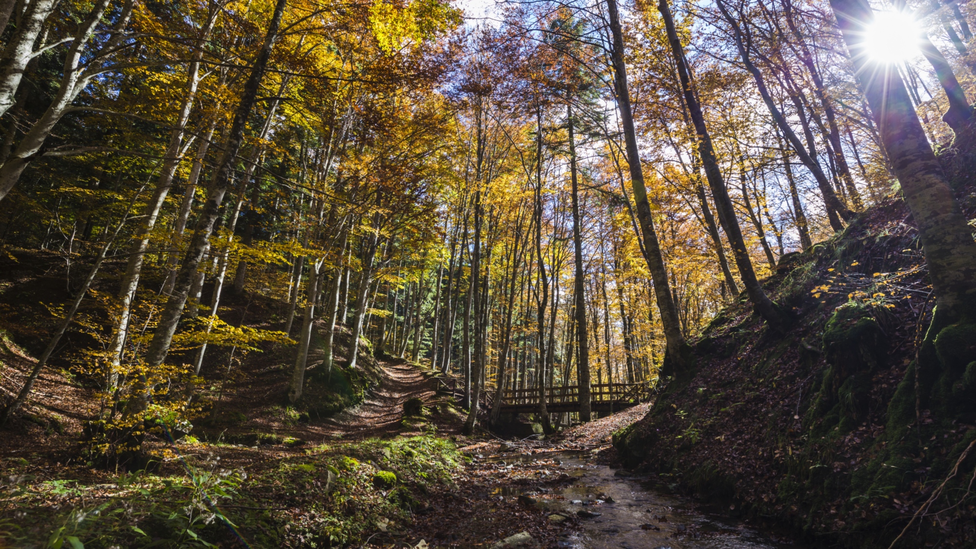 I boschi del Casentino perfetti per un'escursione
