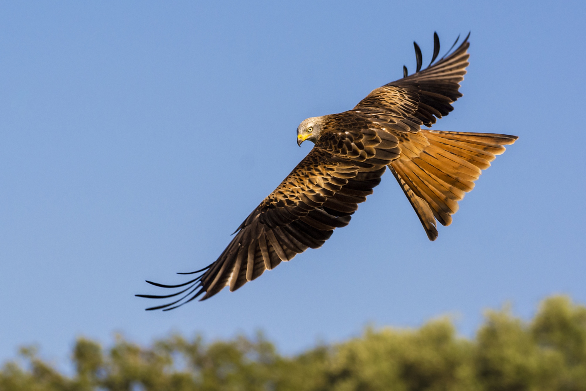 Red kite