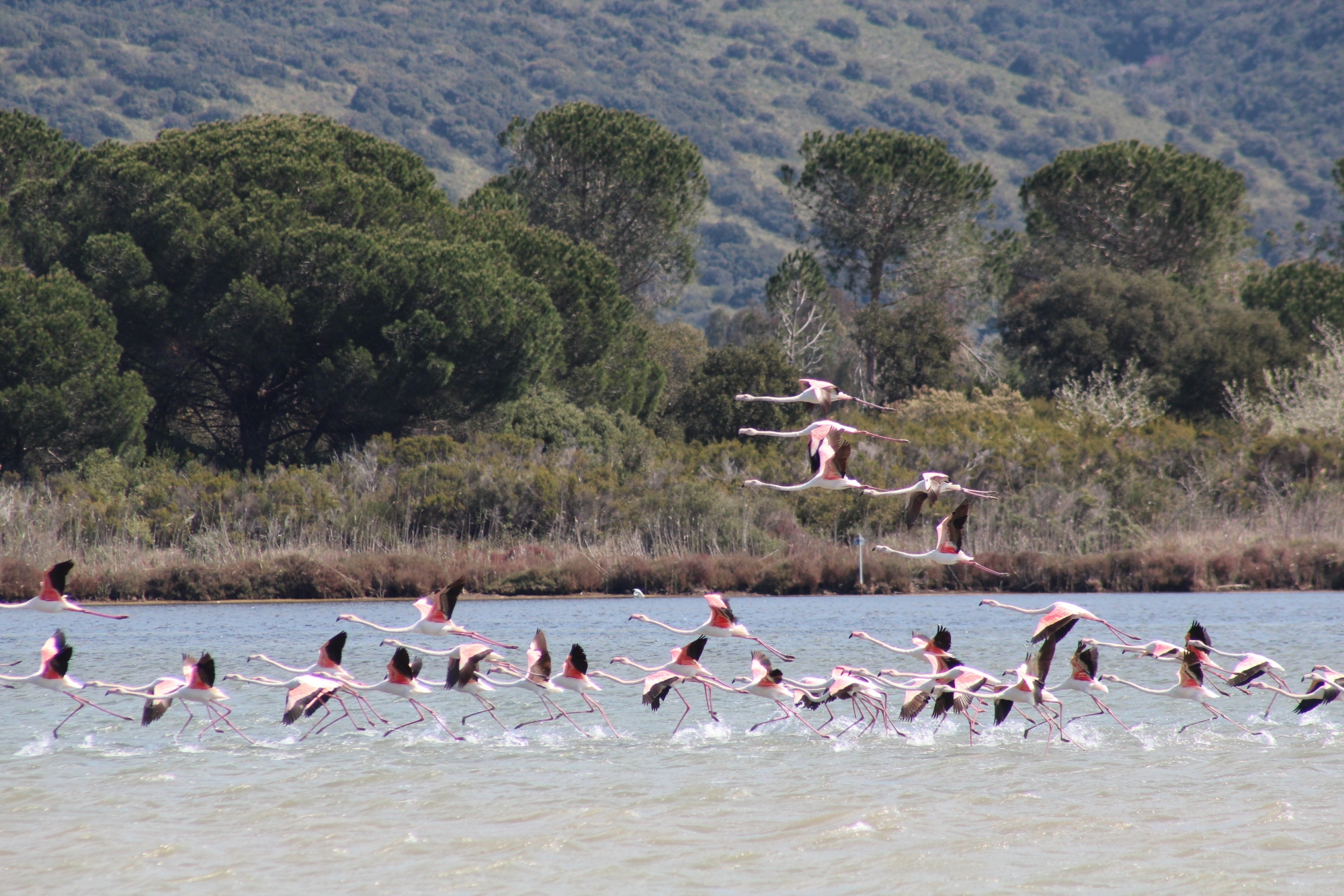 Flamants roses dans la lagune d'Orbetello