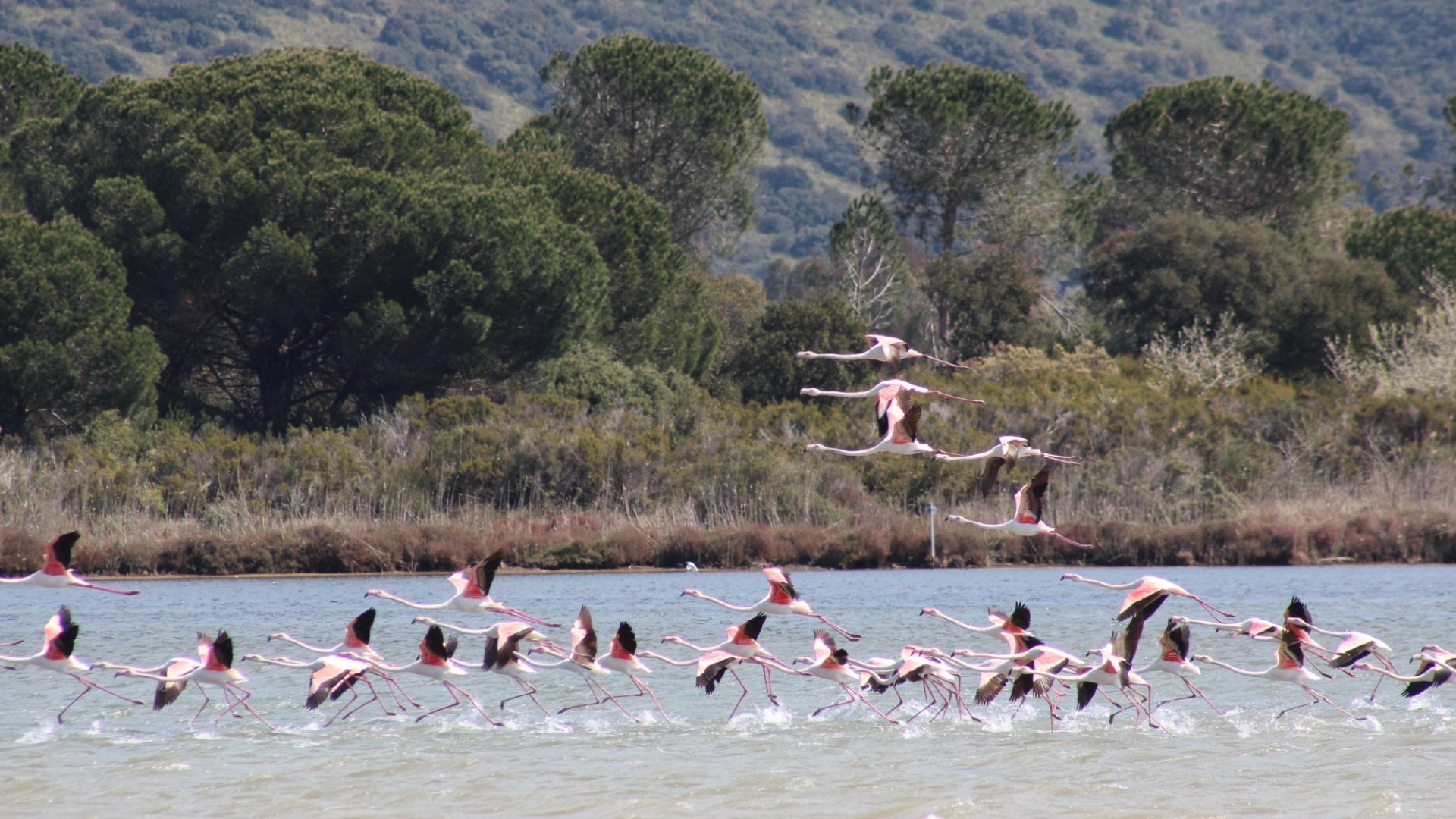 Flamingos in der Lagune von Orbetello