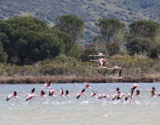 Flamingos in der Lagune von Orbetello