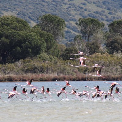 Fenicotteri nella Laguna di Orbetello Fenicotteri nella Laguna di Orbetello