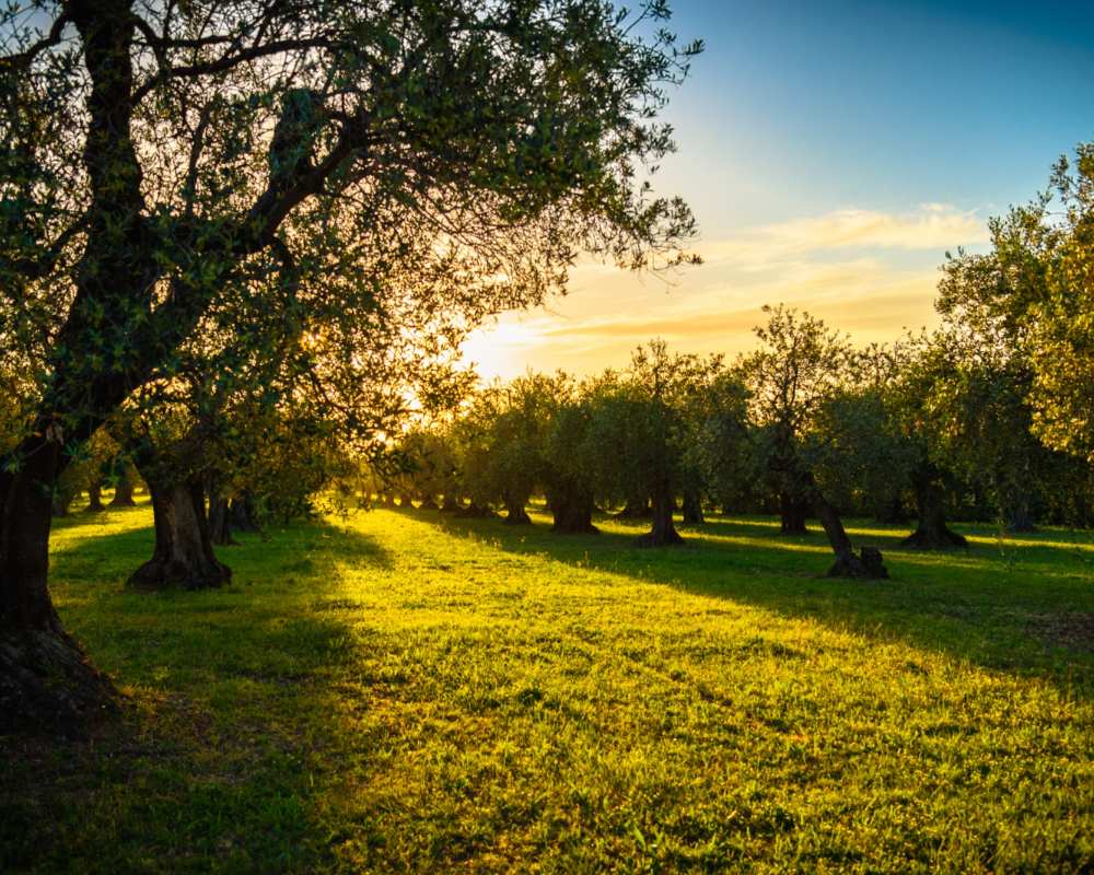 Olive trees in Tuscany