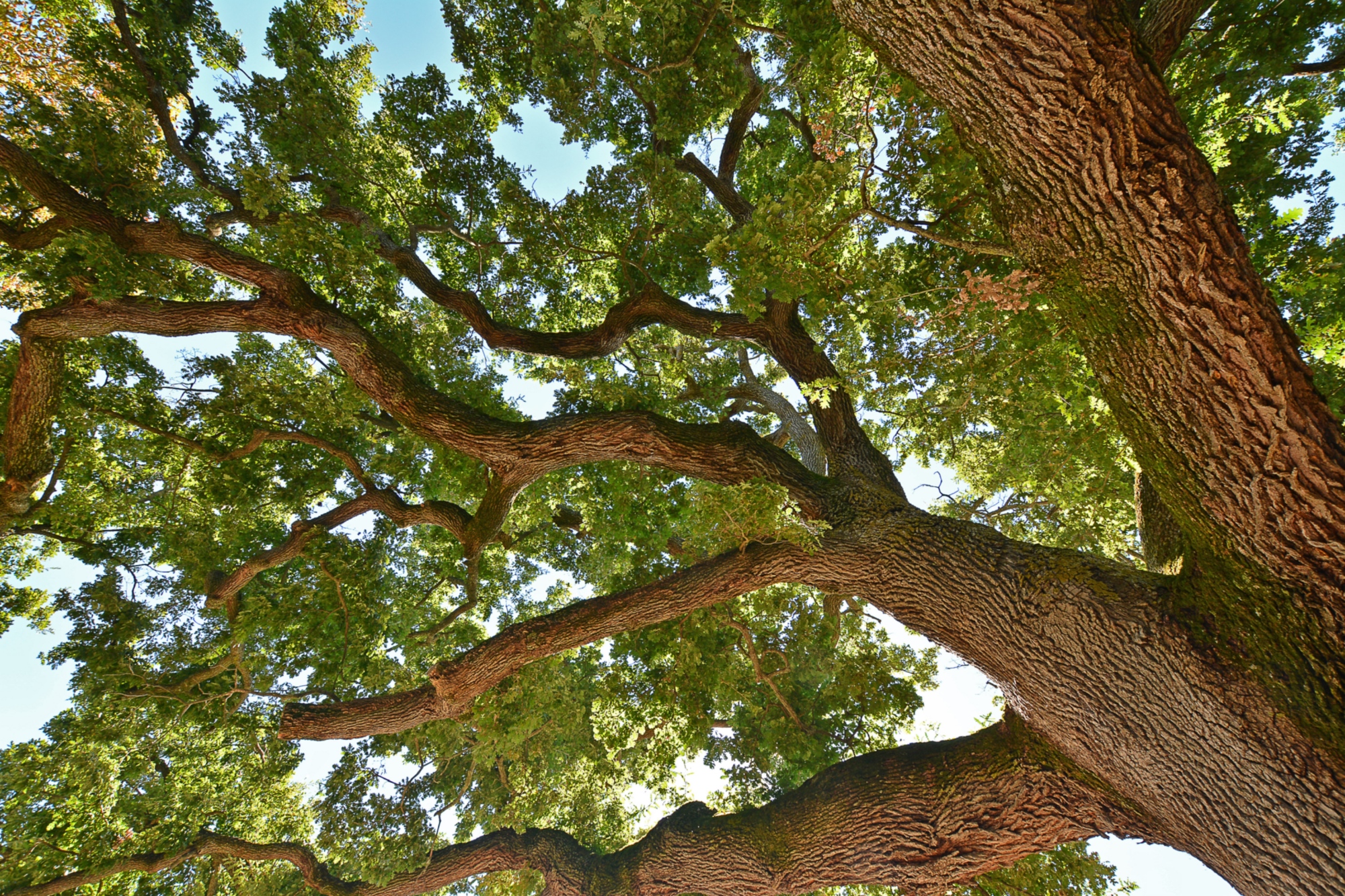 Quercia centenaria della Toscana