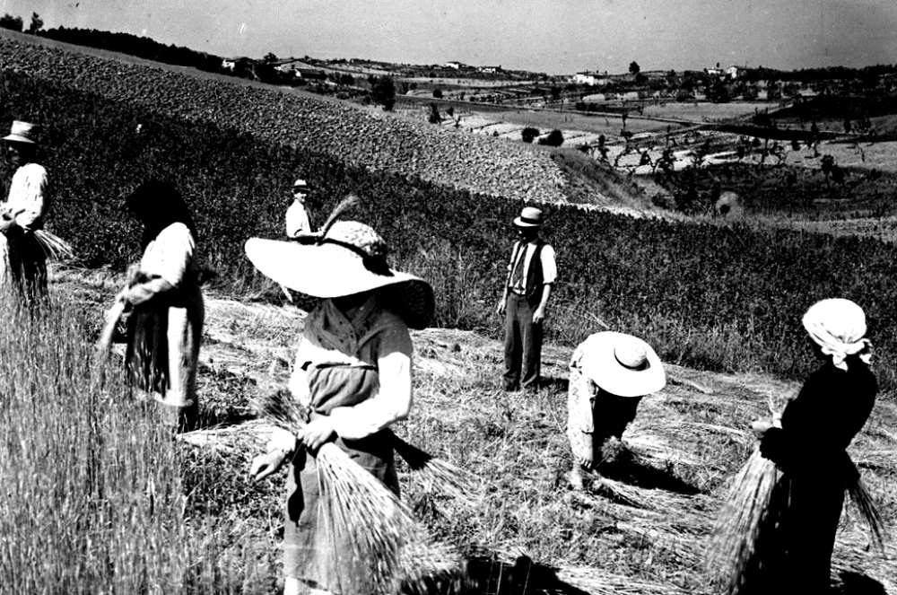 Women at work in the fields around Signa