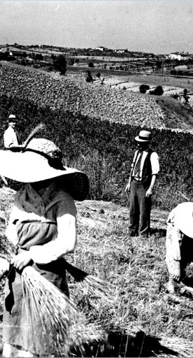 Women at work in the fields around Signa