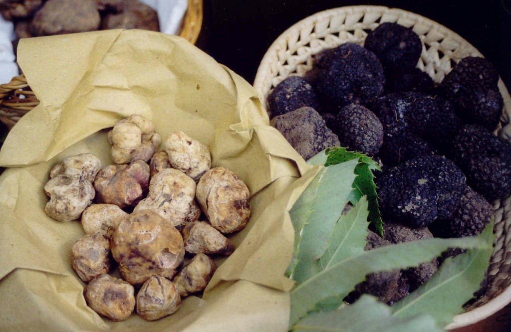 White and black truffle: Tuscan delicacies White and black truffle: Tuscan delicacies