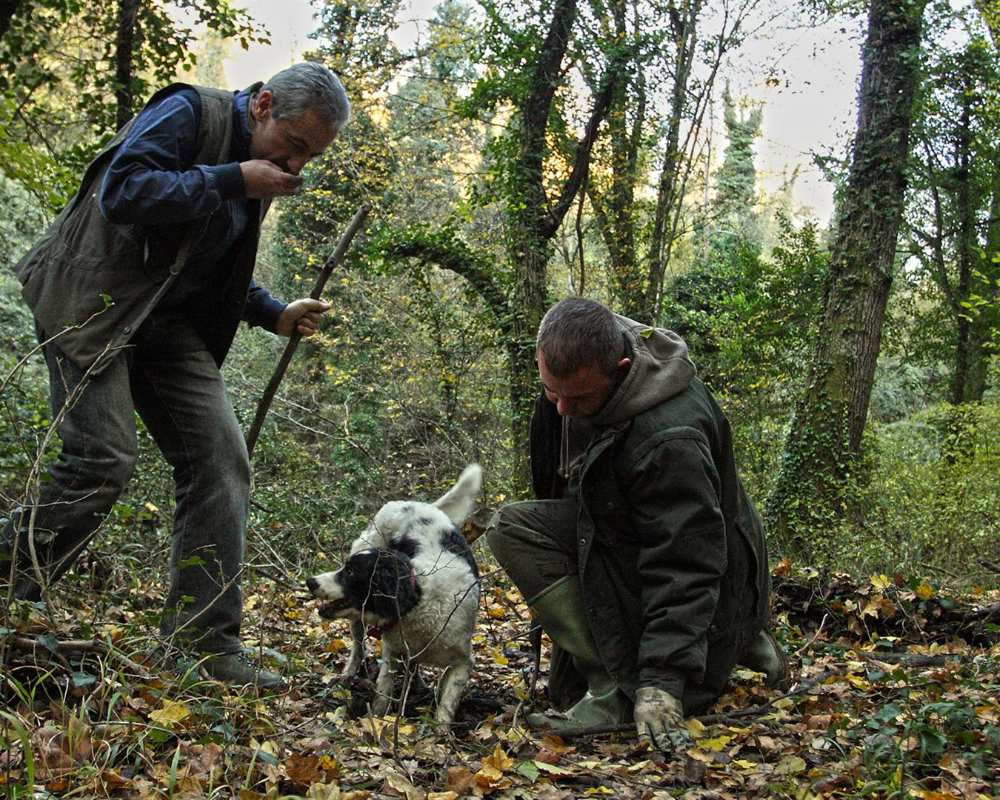 À la chasse de truffes en Toscane