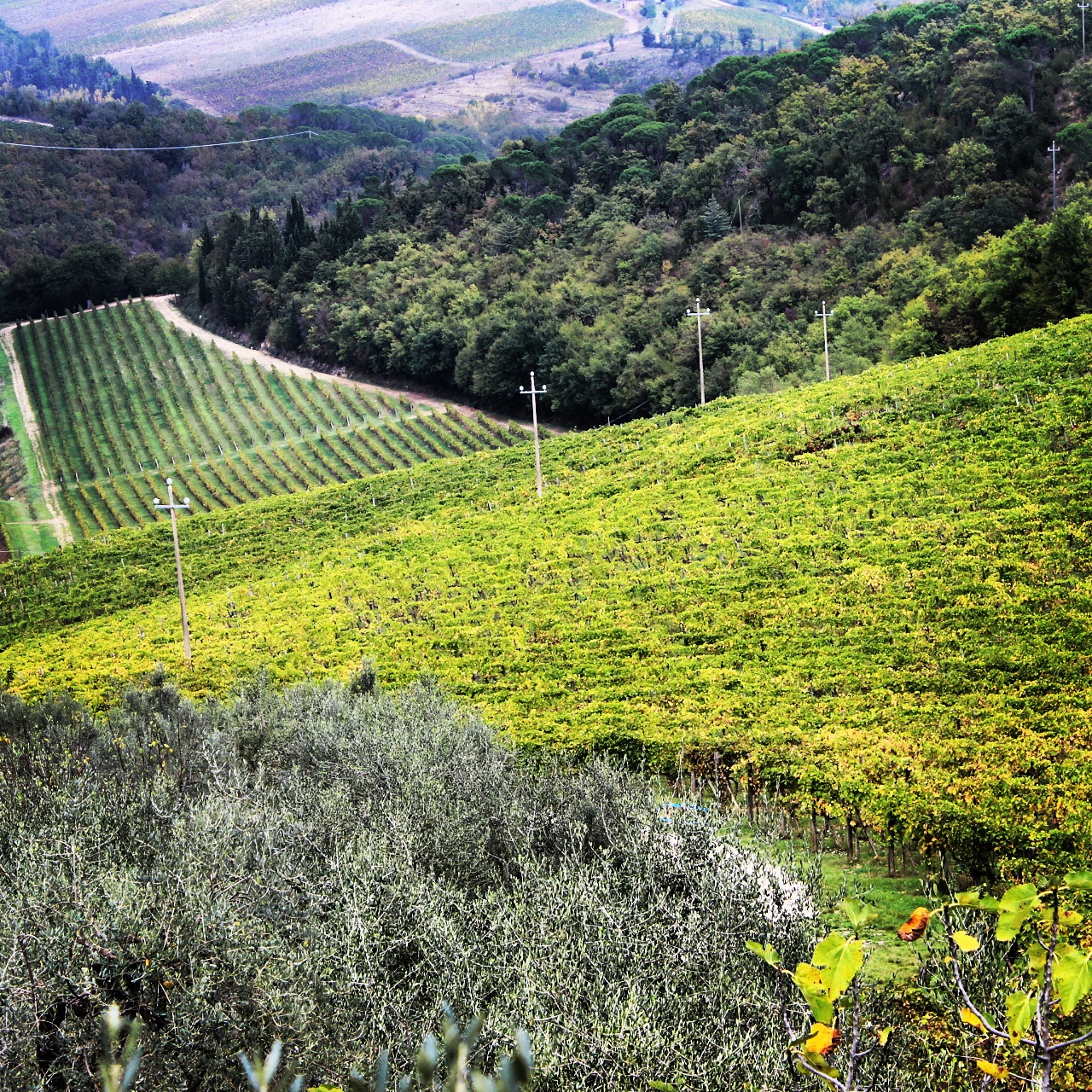 Castello di Verrazzano vineyards