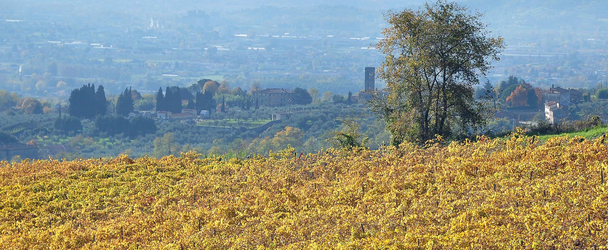 vigneti-versilia