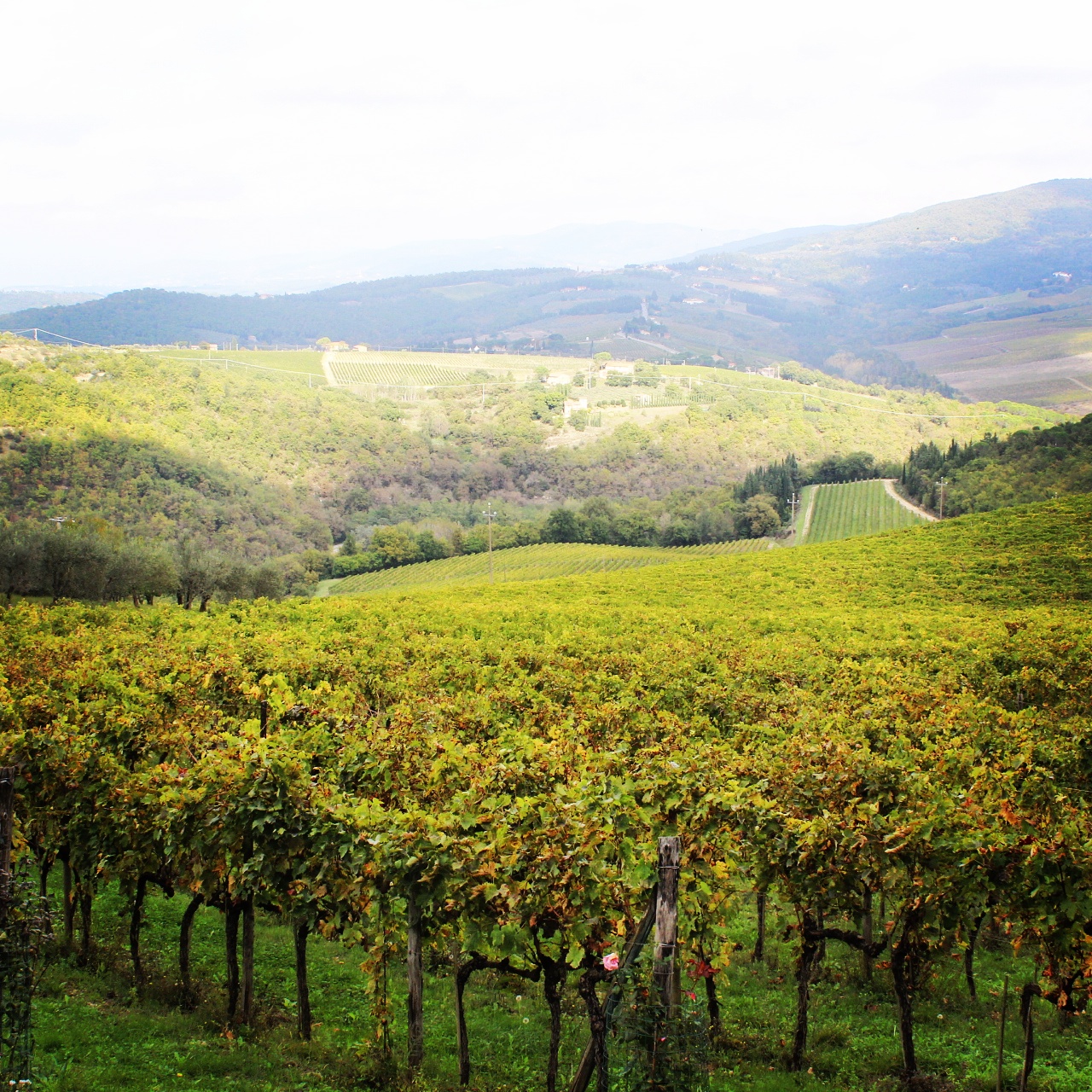 Castello di Verrazzano vineyards