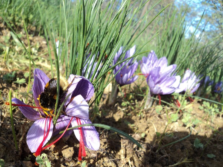 Saffron in Tuscany