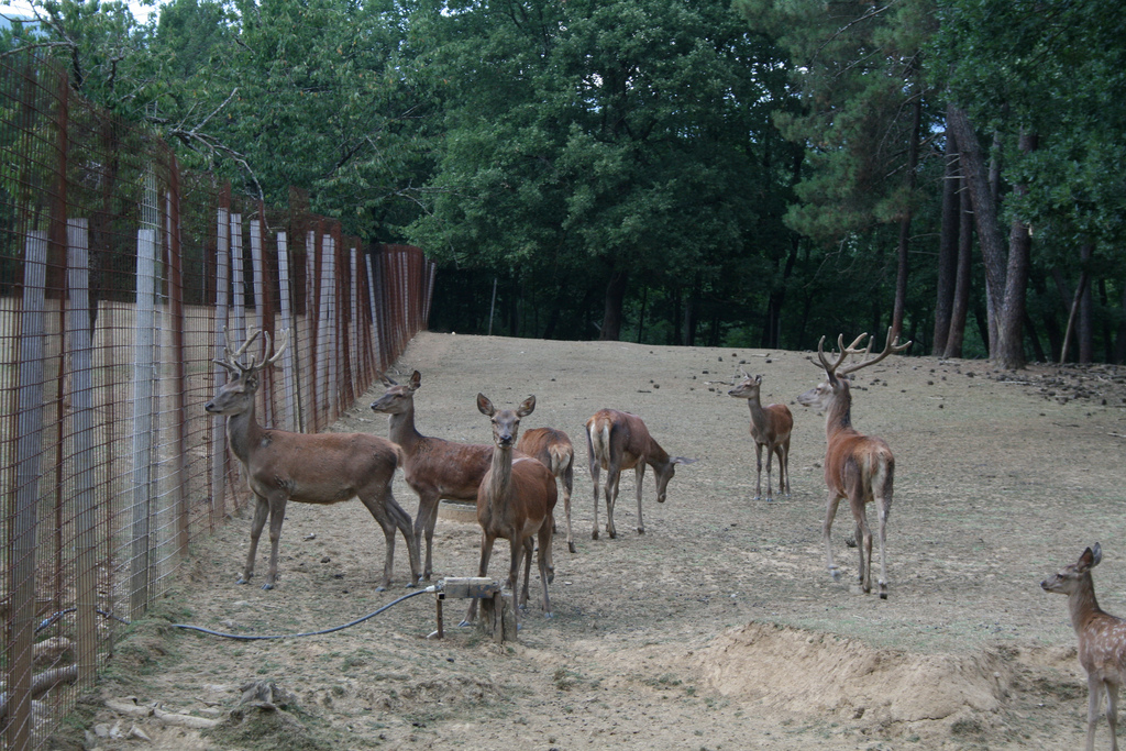 Deers at Zoological Park of European Fauna in Poppi