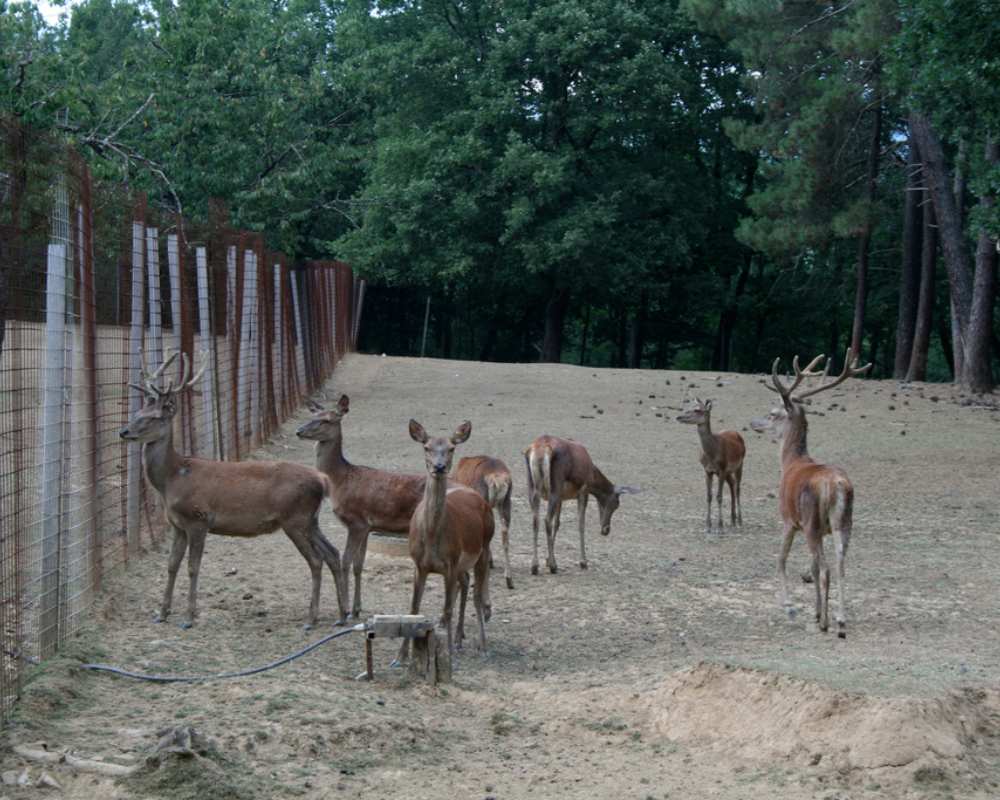 Deers at Zoological Park of European Fauna in Poppi