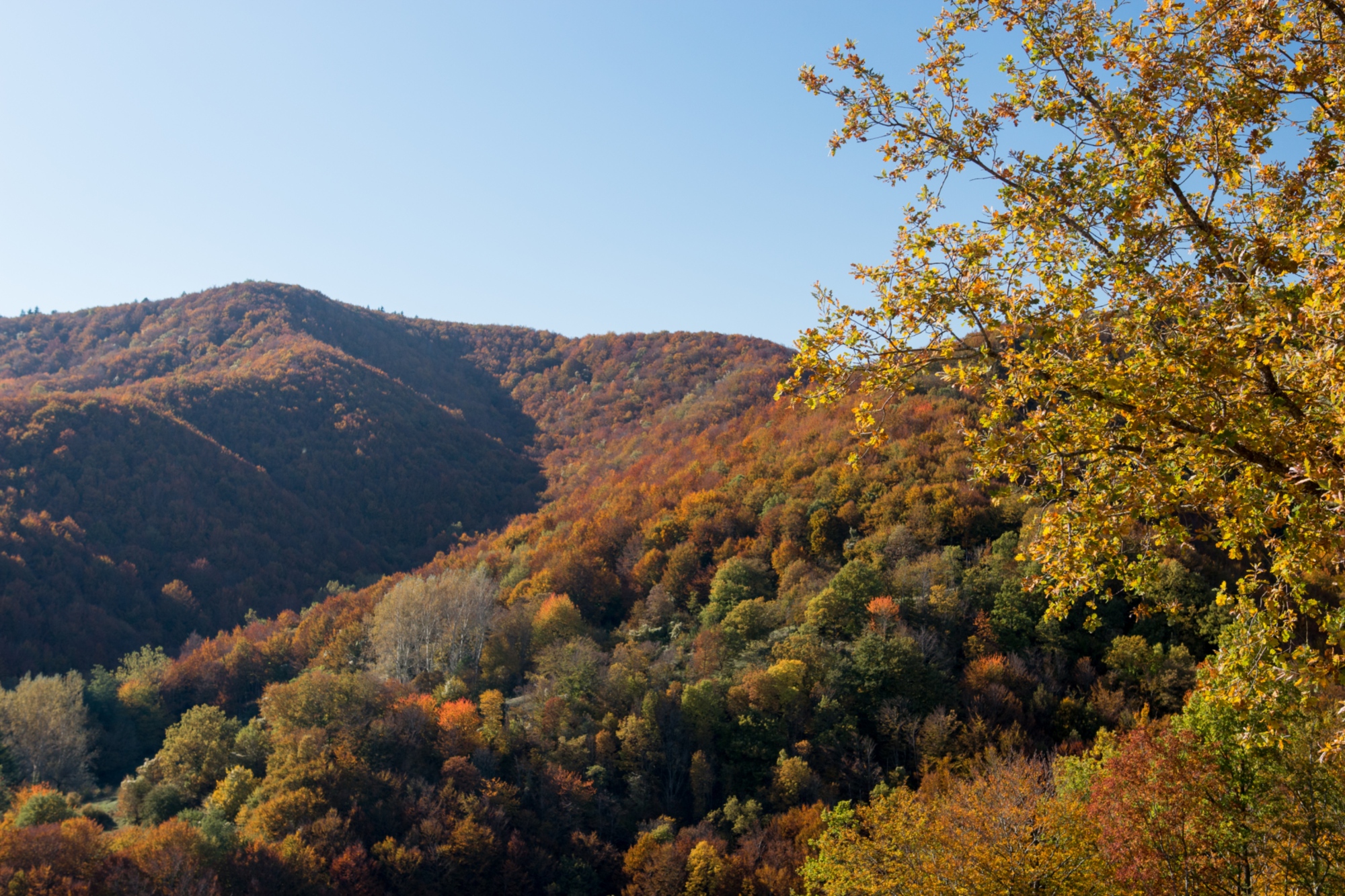 Monte Falterona