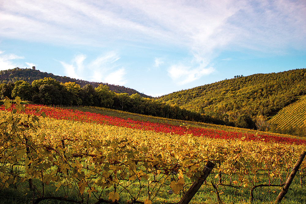 Vigne autunnali della Valdambra Vigne autunnali della Valdambra