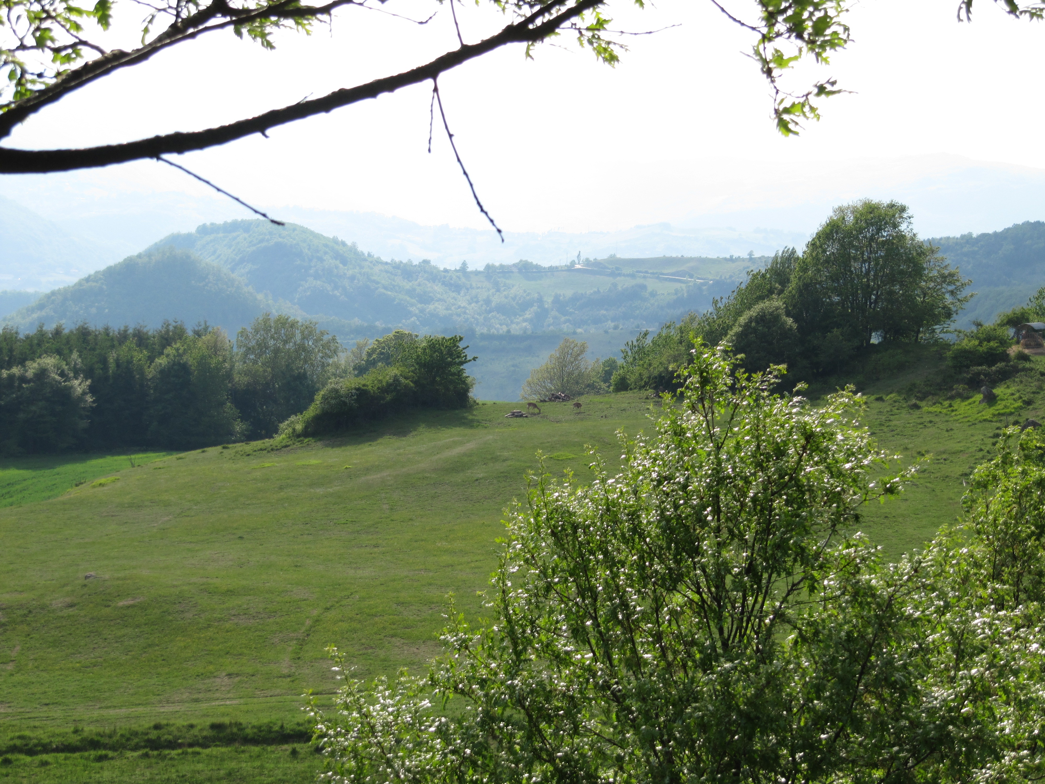 Cervi al pascolo sull'Appennino
