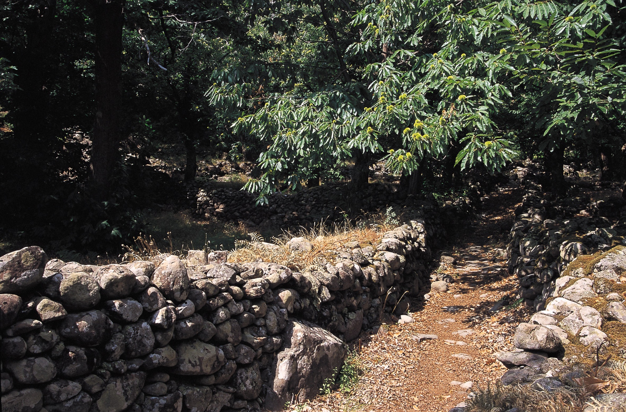 In viaggio nella Lunigiana orientale: terra di fede