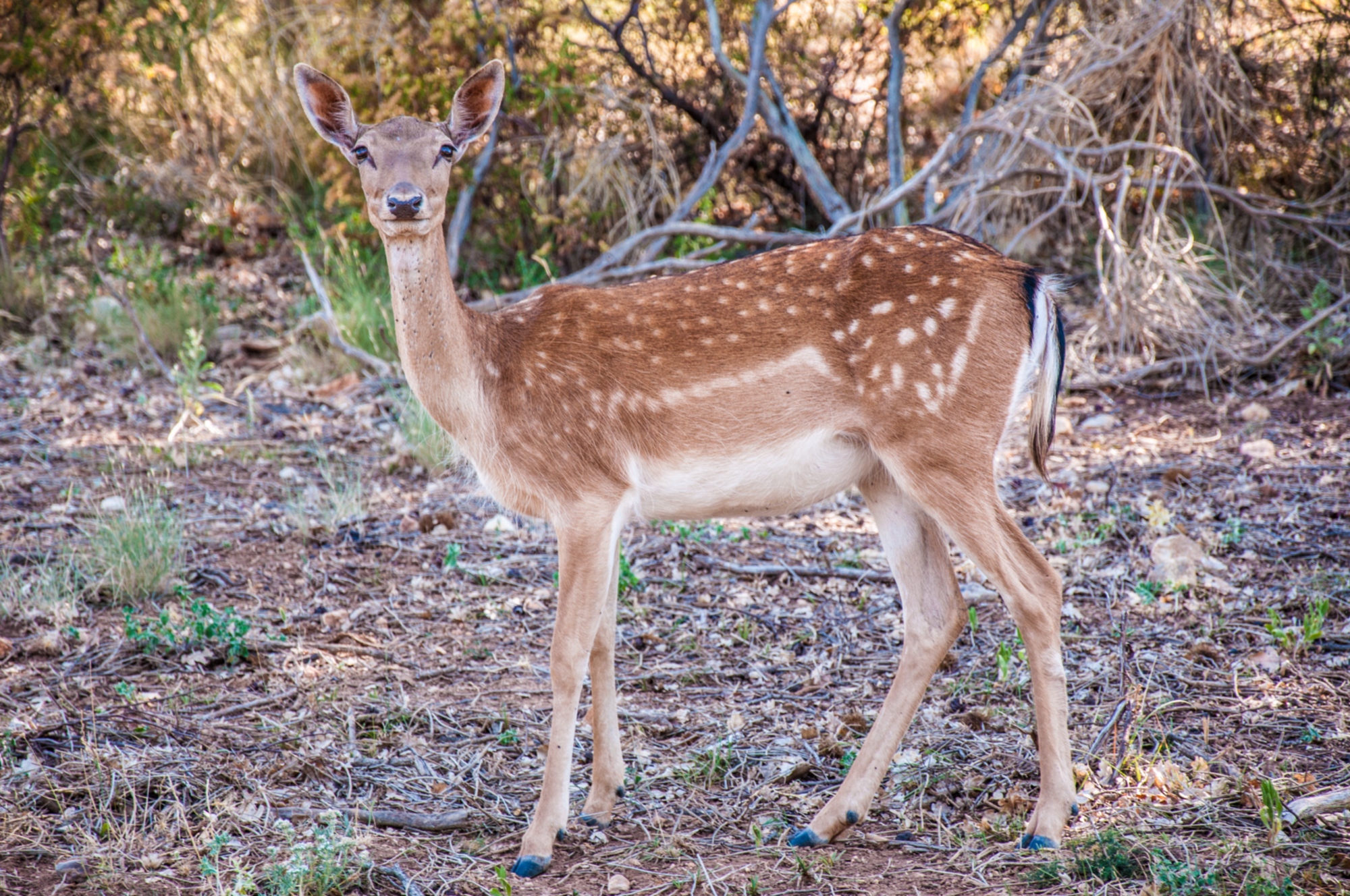 Deer in the Maremma Park