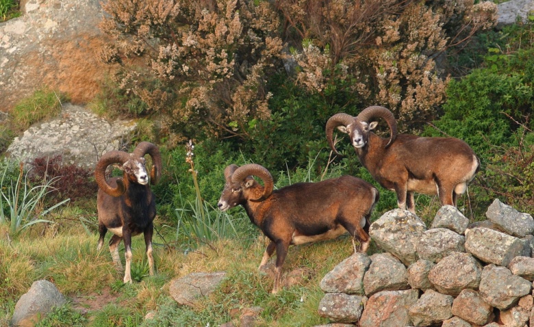 Una famiglia di mufloni allo Stagnone