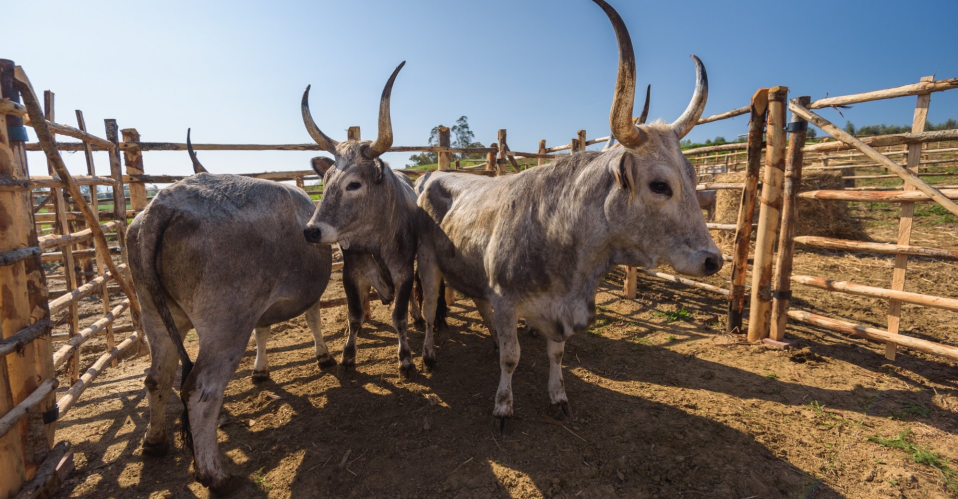 Vacas de la raza Maremma