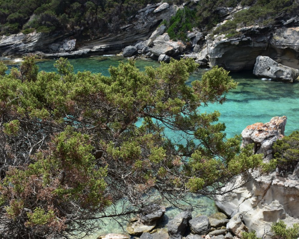 Pianosa, muretti a secco e giardini