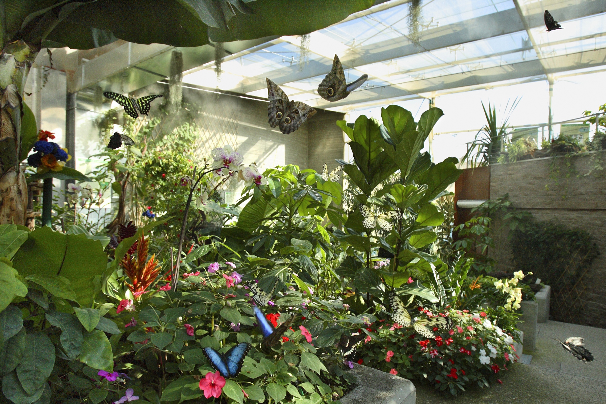 Butterfly House a Collodi