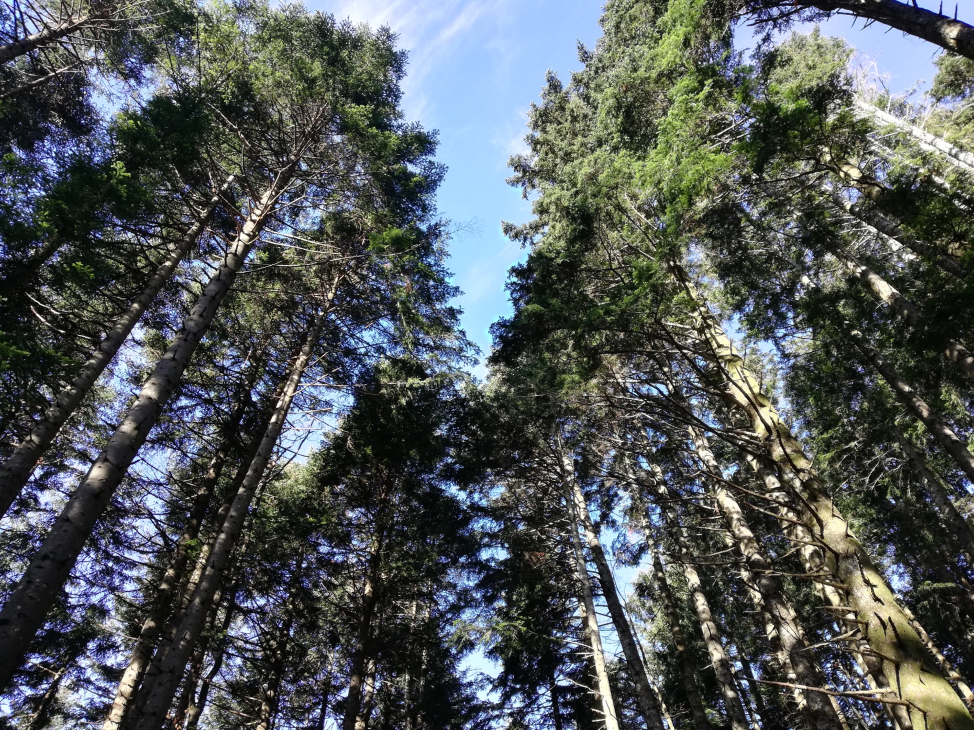 Il bosco di Camaldoli