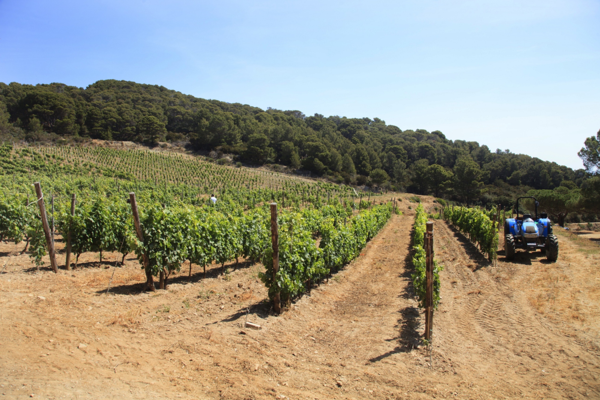 Un vigneto sull’isola di Gorgona