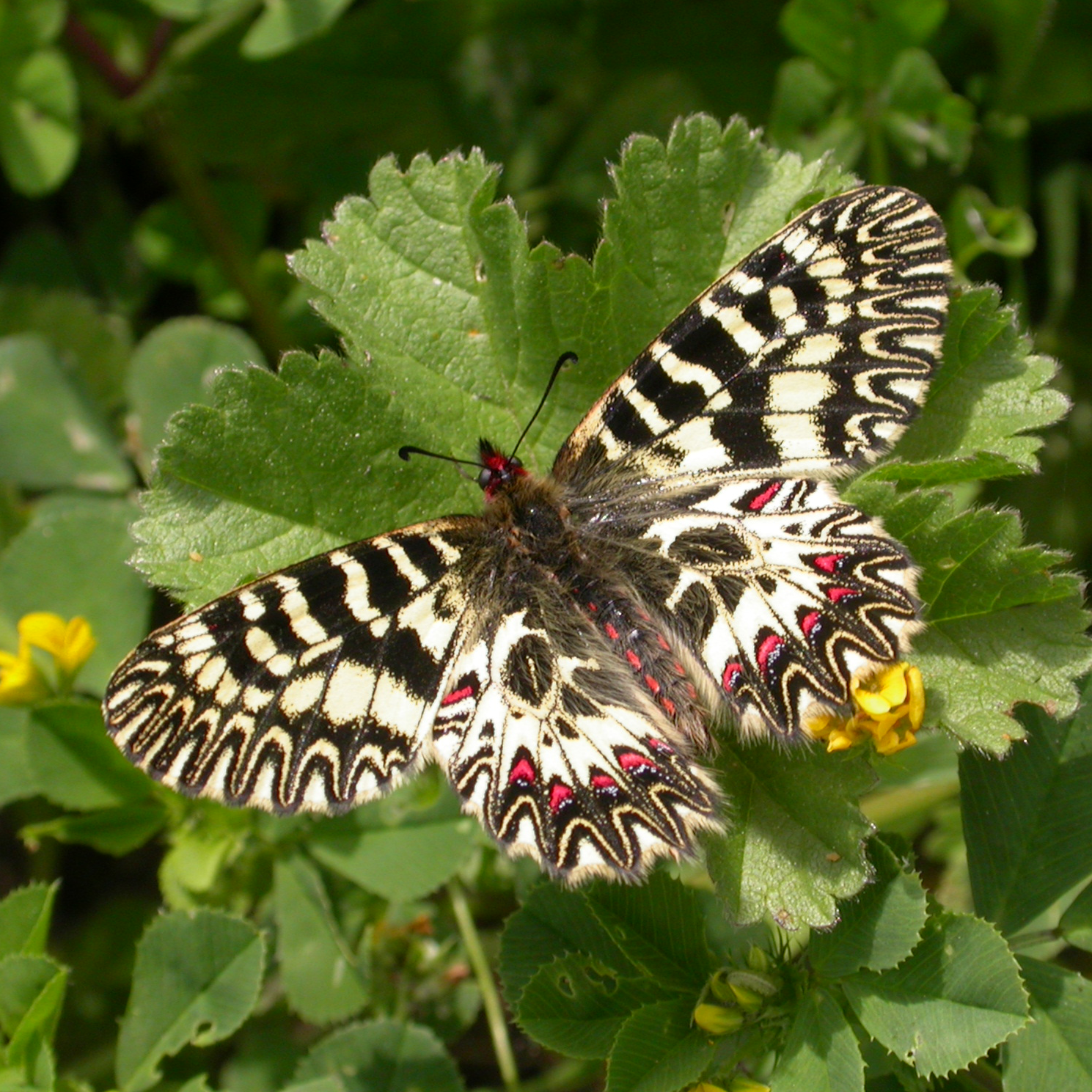 santuario-farfalle-elba