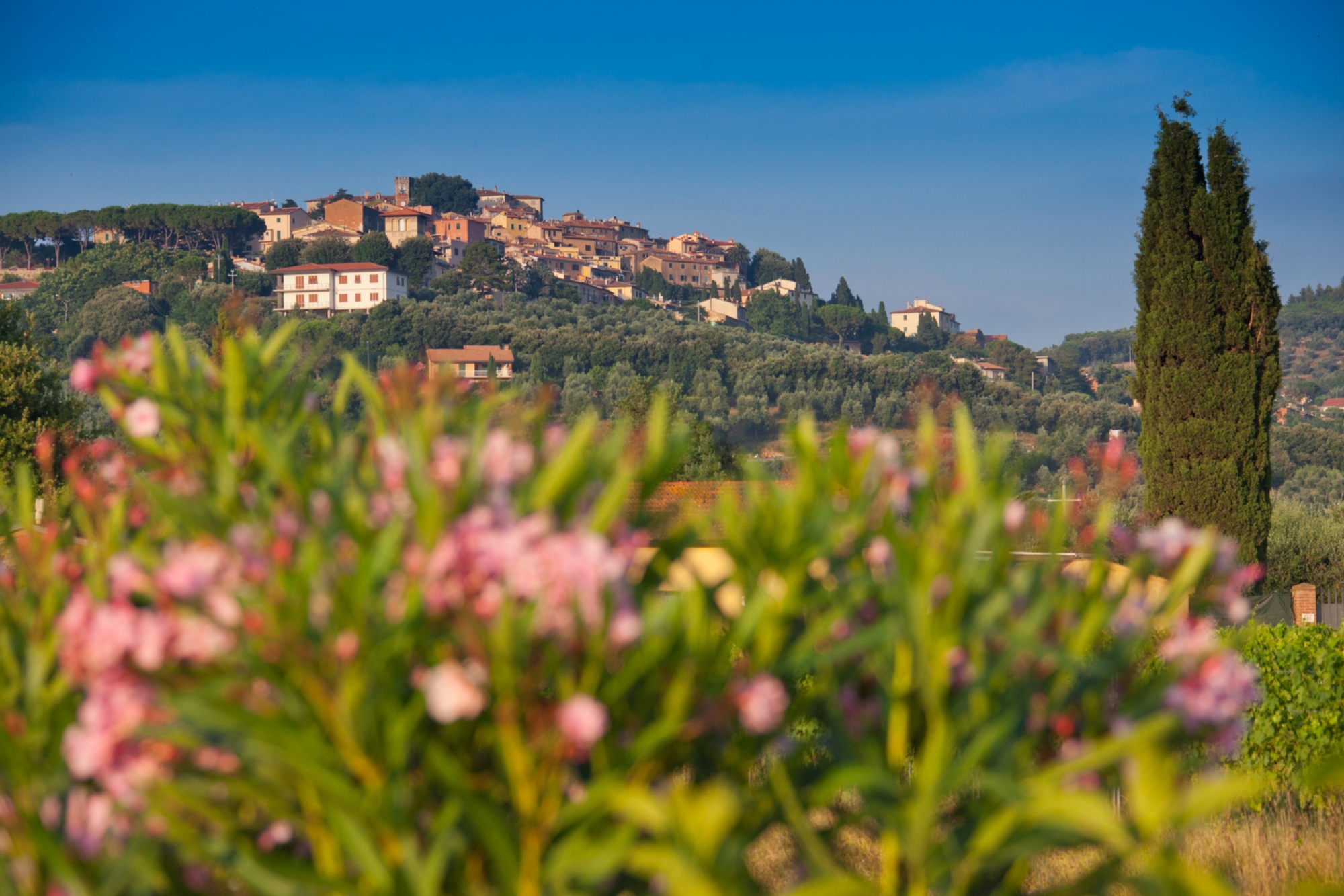 The hill of Castagneto Carducci